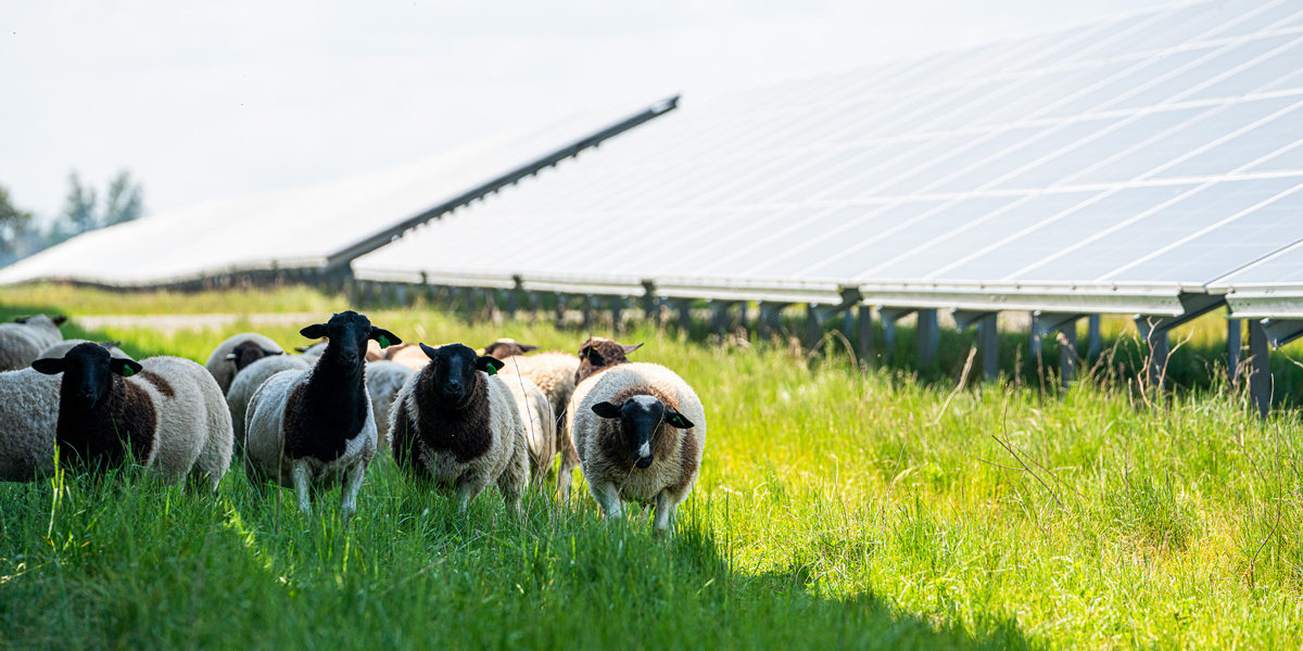 Sheeps infront of solarpanels